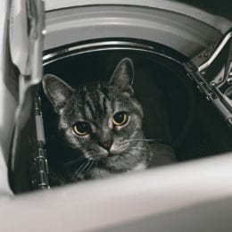 Přidávejte vůni do sušičky - kočky to ocení
