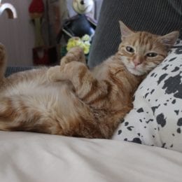 Kočka v posteli - jak postel vyčistíte, když se tam počůrá