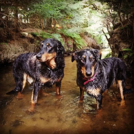 beauceron ve vodě péče o srst čistá pohoda